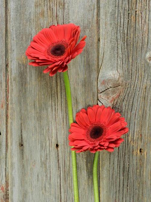 RED GERBERAS